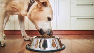 Labrador eating