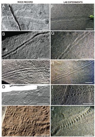 The images on the left show Ediacaran trace fossils, and the images on the right show the trails produced in the wave tank with the microbial aggregates. The white scale bar is 1 centimeter.