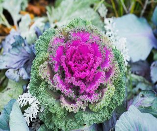 The bright pink whorls of ornamental cabbage leaves