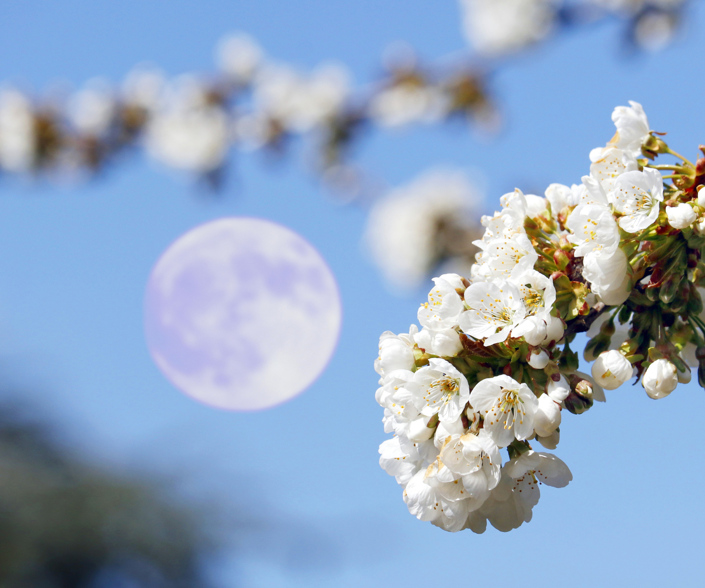 France. The flower full Moon of may 2024. In the foreground cherry blossoms.