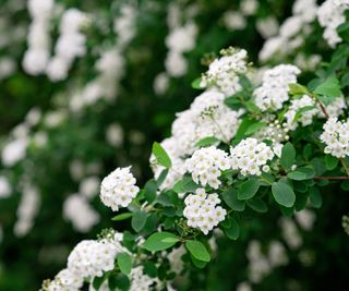 Blooming green bush Spiraea nipponica Snowmound with white flowers in spring
