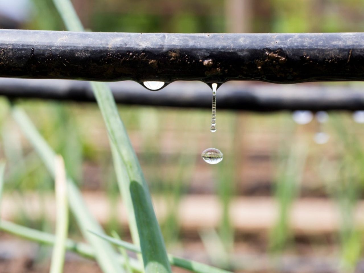 Irrigation System Dripping Water Onto Plants