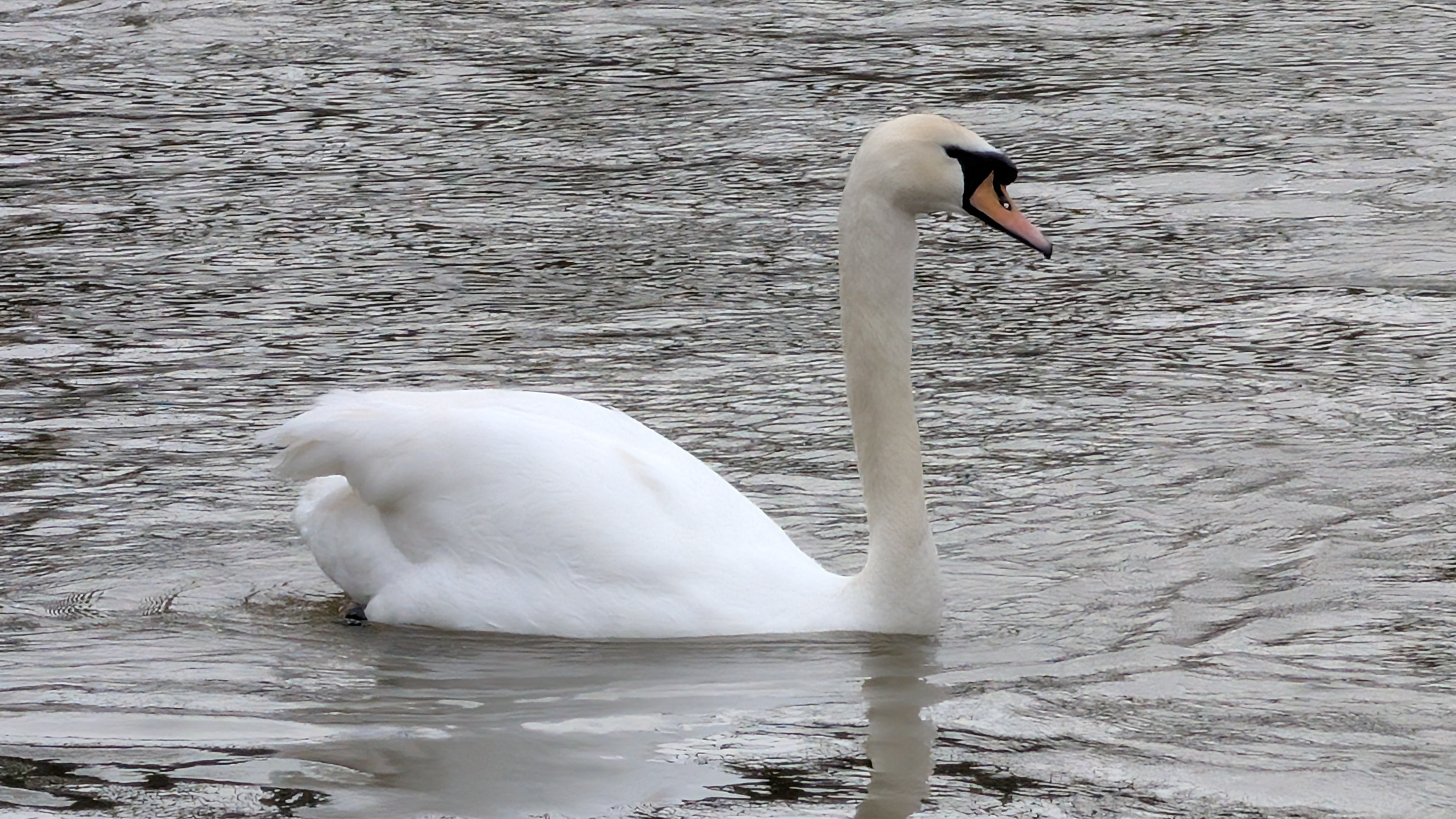 A photo of a bird taken on a Google Pixel 10 Pro XL