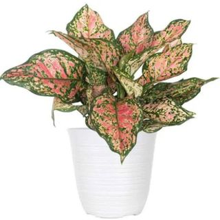 Aglaonema Ruby Ray Plant in 6 inch White Decor Pot