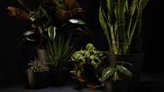 A selection of potted indoor houseplants on black background