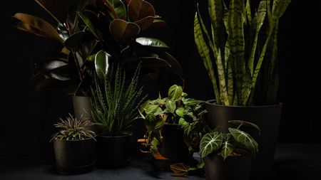 A selection of potted indoor houseplants on black background