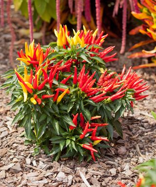 Chilly Chili (Capsicum annuum) ornamental pepper plant