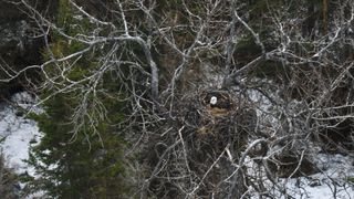 A picture of the nest in May shows the female bald eagle incubating her egg.