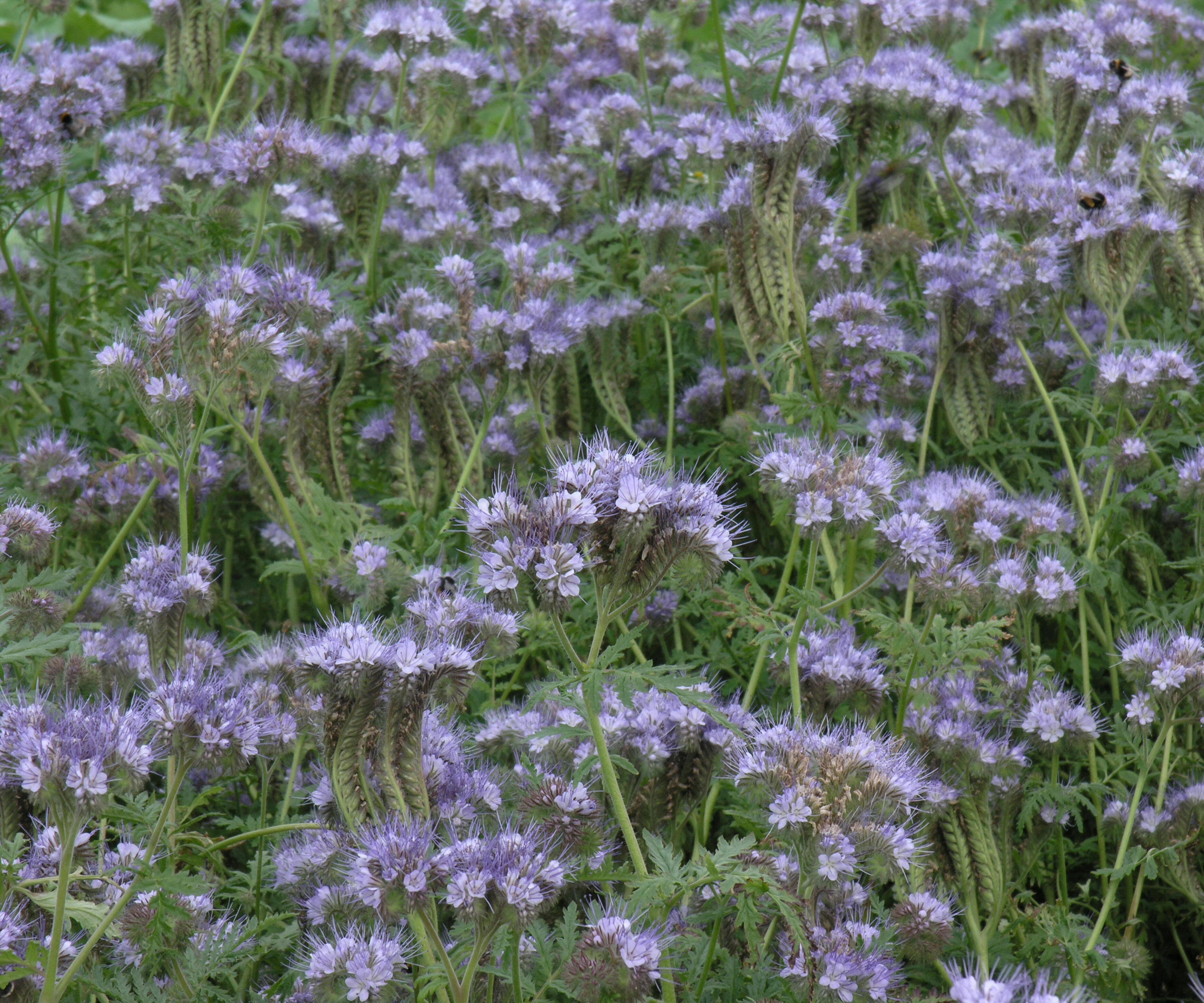 Close up of Phacelia tanacetifolia with small lilac flowers
