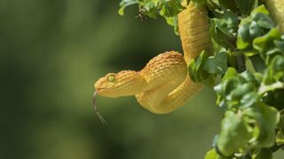 A yellow snake