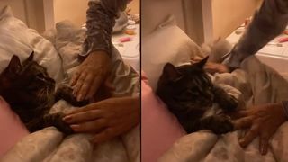 cat gets tucked into bed