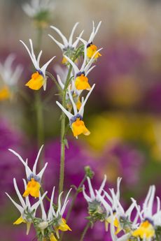 Shooting Star Flowers