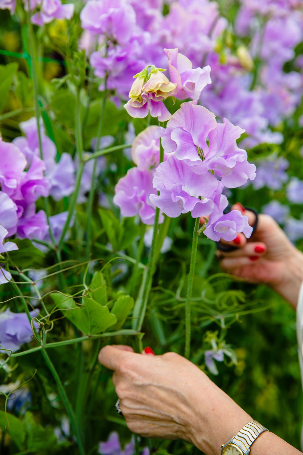 How To Grow Sweet Peas From Seed In Borders And Pots Homes And Gardens