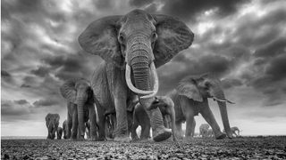 Herd of elephants