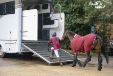 dressage on a budget