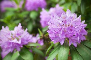 Rhododendron-istock