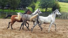 RSPCA-Arabs-after.jpg