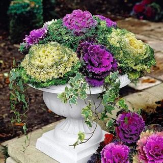 Ornamental Cabbage Seeds