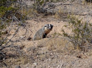 American badger lives where he wants