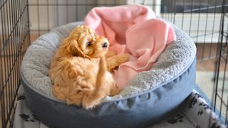 Cockapoo or Spoodle puppy lying on bed inside crate