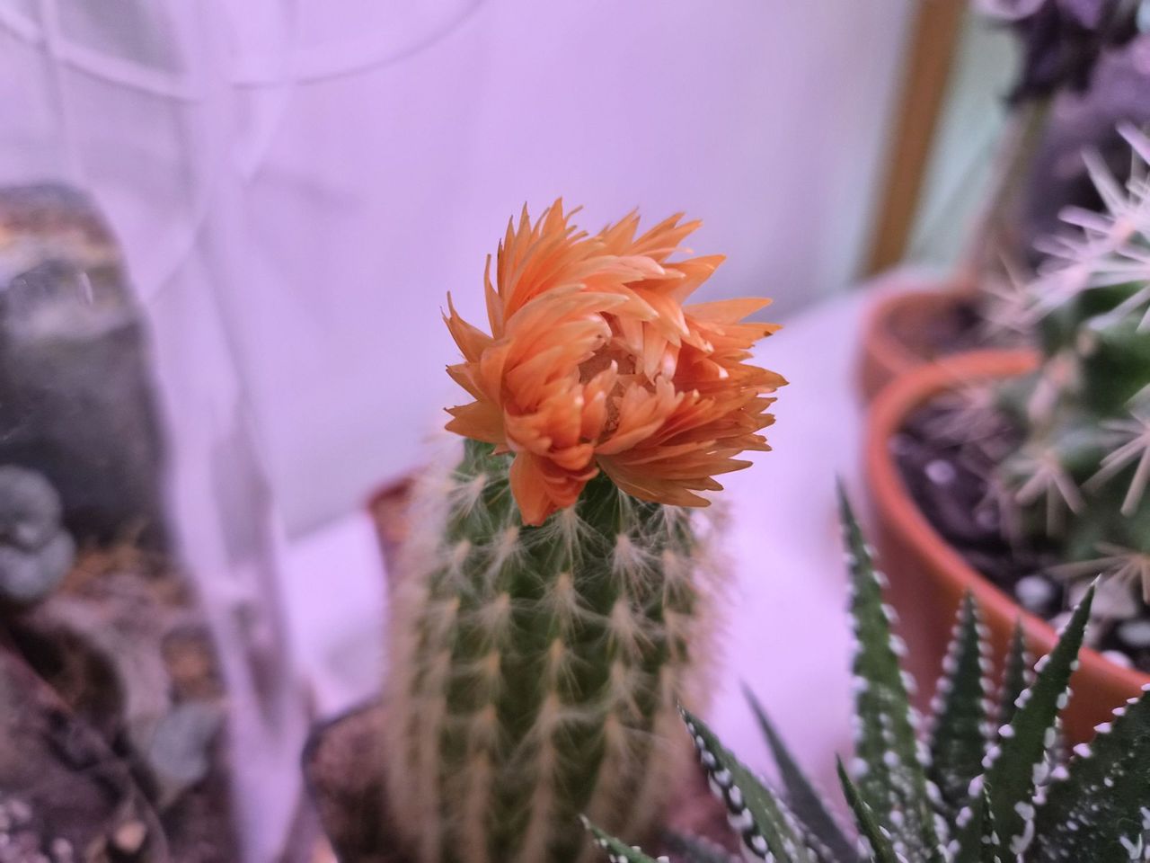 Samsung Galaxy Z Flip 7 camera sample.