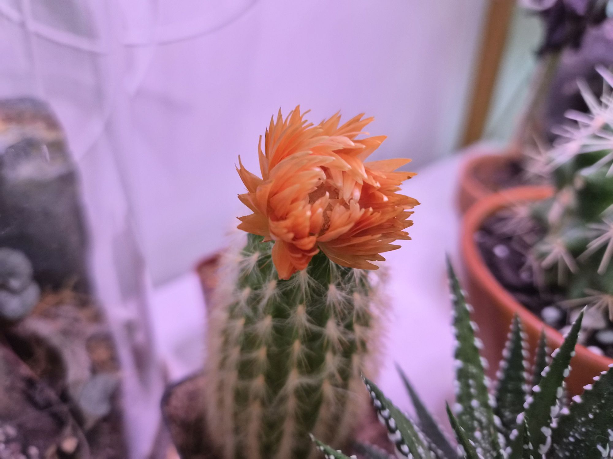 Samsung Galaxy Z Flip 7 camera sample.