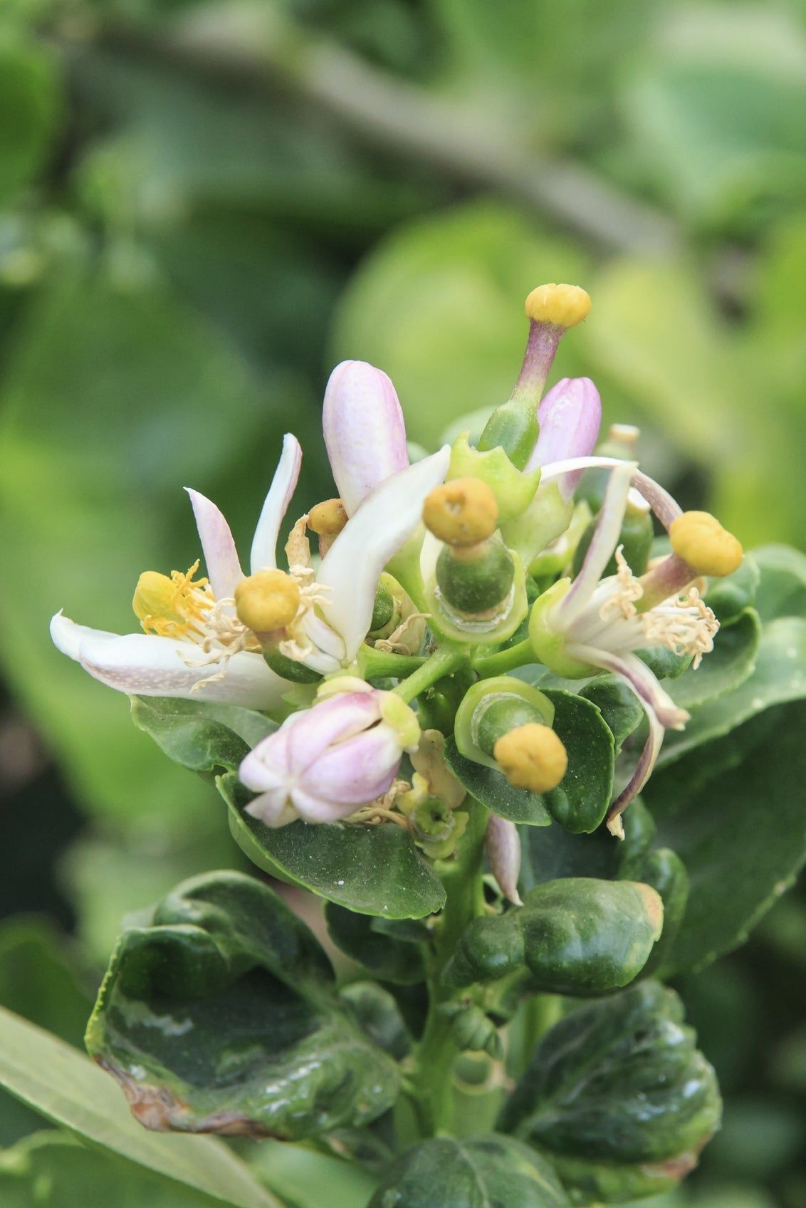 Blooms On Lime Tree