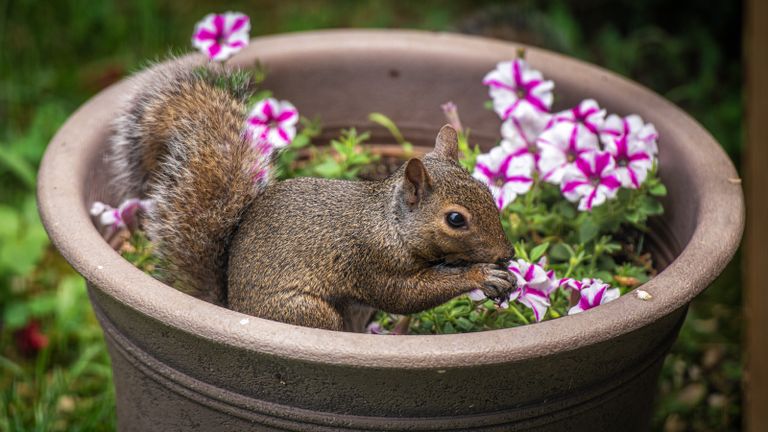 A squirrel in a plant pot outside in backyard