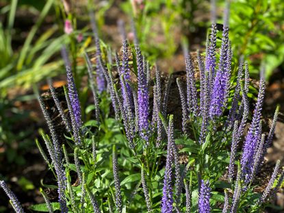 Tall Plants for Shade — 5 Unusual Picks for Your Garden | Livingetc