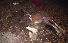 Abandonedyearling.jpg