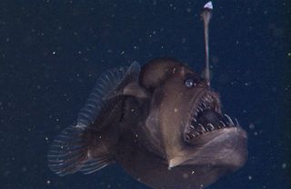 Fish In The Woman Sex - Animal Sex: How Anglerfish Do It | Live Science