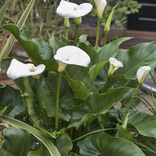 outdoor green plant with white flowers