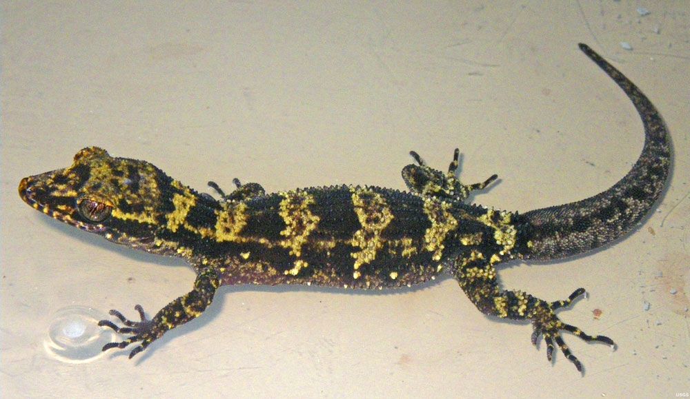 Newly discovered bumblebee gecko with black and yellow stripes