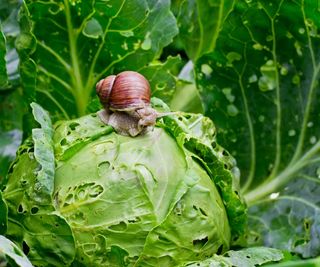 Garden snail on lettuce