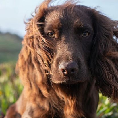 Prince William Princess Kate dog otto