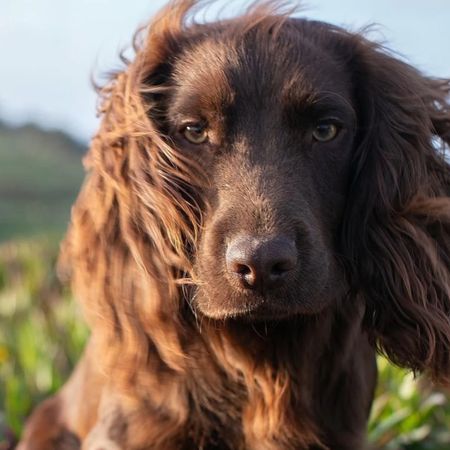 Prince William Princess Kate dog otto