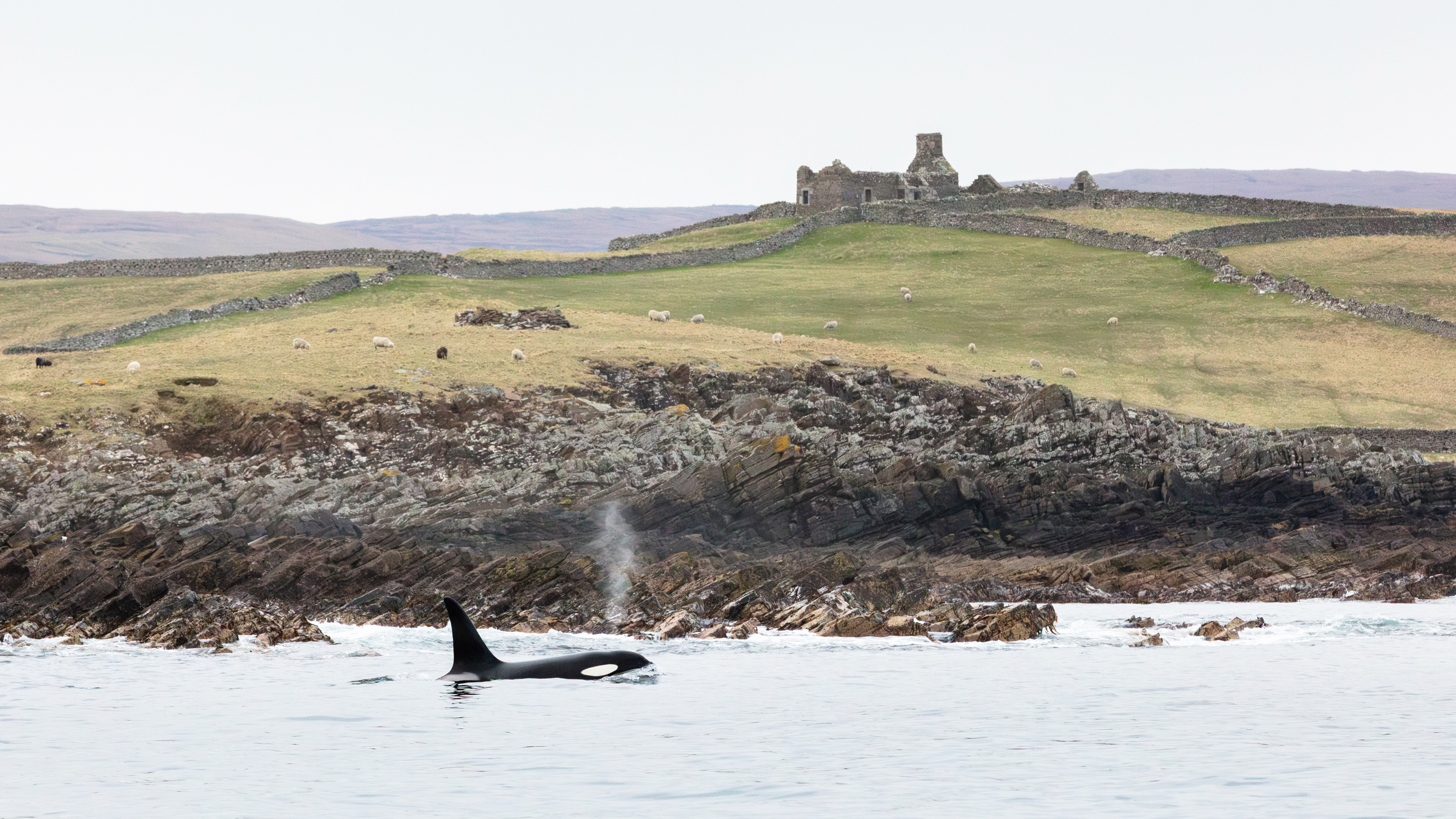 A killer whale comes up for air in front of a stretch of British coastline, with a sheep field and large, stone house in the background