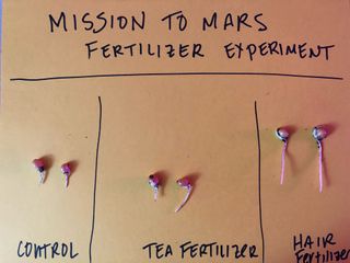 Results from the teabags as fertilizer and hair fertilizer experiment - part of the Mission to Mars competition organized by Dr. Michaela Musilova.