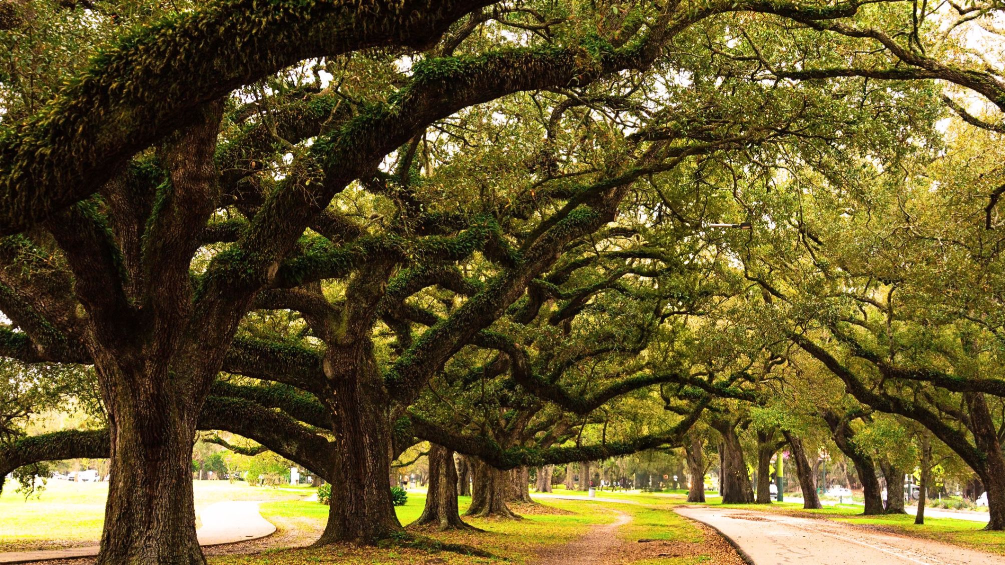 Majestic Oak Trees Lining a Serene Park Pathway