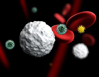 3d Illustration of white, red blood cells and antibodies , Leukocytes , Infectious disease , Immune system