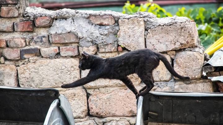 Cat jumps from burning building: black cat climbs building