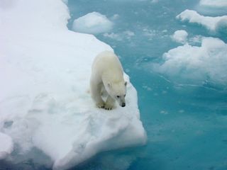 A polar bear gazes at the open water in the Arctic Ocean. Image taken during an Arctic Research Office-Ocean Exploration cruise in 2003 to the Chukchi Plateau.