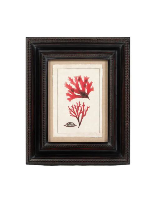 Modern Coral Print, Framed, 20th Century, USA