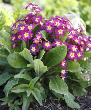 Best-flowers-to-plant-for-Spring-primrose