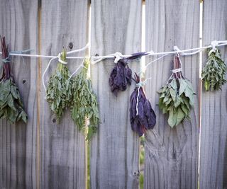 Basil bunches and other herbs hanging upside down to dry