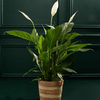 Peace Lily