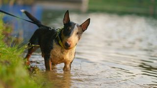 Bull terrier on a leash paddling in a shallow body of water