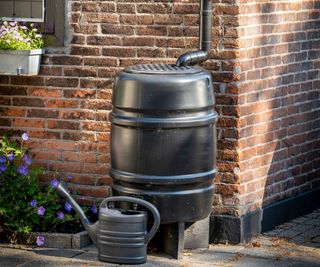 Black plastic rain barrel next to forget me nots