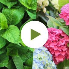 Foliage & Flowers of Hydrangea