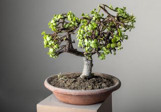 Jade bonsai tree